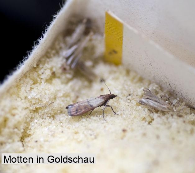 Motten in Goldschau